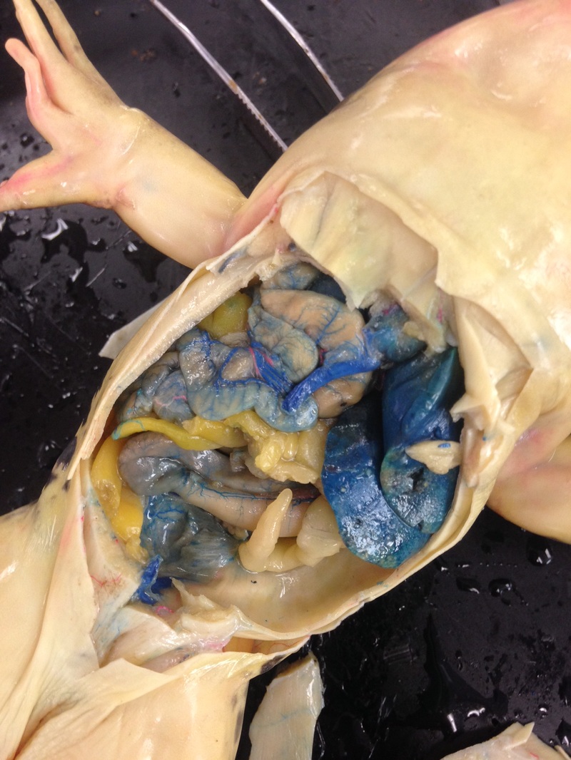 frog dissection procedure